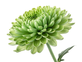 Stunning chinacea flower showcases vibrant green petals radiating beauty and freshness, perfect for adding touch of nature to any setting png