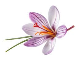 Saffron flower blooms beautifully with delicate petals showcasing vibrant colors and intricate patterns, symbolizing nature elegance and charm png