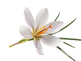 Beautiful saffron flower with delicate white petals and vibrant orange stamens stands out against transparency background, showcasing nature png