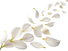 Delicate salvia flower petals gracefully drift in serene pattern creating calming and beautiful visual experience png