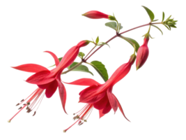 Beautiful salvia flowers bloom vibrantly with red petals showcasing nature artistry in stunning display of color and elegance png