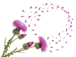 Thistle flowers bloom vibrantly with delicate petals swirling around them creating beautiful and enchanting scene png