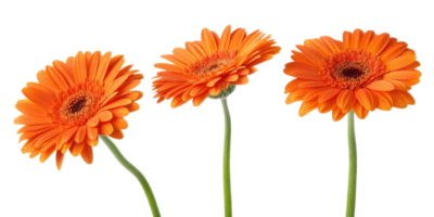 Bright and vibrant gerbera daisies in stunning orange hues create cheerful floral display that brings joy to any setting png