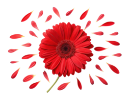 Vibrant gerbera daisy flower surrounded by scattered petals creates stunning visual display of beauty and elegance png