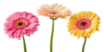 Bright gerbera daisies in pink, peach, and yellow colors create cheerful floral display that brings joy to any setting png