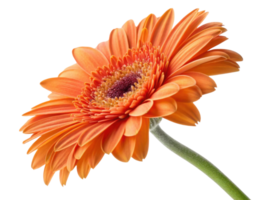 Vibrant gerbera daisy flower showcases its stunning orange petals and intricate center, radiating beauty and joy in any setting png