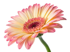 Beautiful gerbera daisy flower showcases vibrant colors and delicate petals, radiating joy and elegance in any setting png
