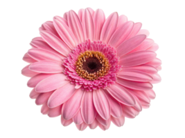 Beautiful gerbera daisy flower in soft pink hues radiates charm and elegance, perfect for brightening any space png