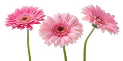 Beautiful gerbera daisies in soft pink hues create charming floral display that brightens any space with their vibrant beauty and elegance png