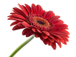 Vibrant gerbera daisy flower showcases its stunning red petals and intricate center, radiating beauty and joy in any setting png