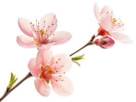 Delicate waxflower blooms showcase soft pink petals and vibrant stamens, creating serene and beautiful floral display png