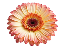 Stunning gerbera daisy flower with vibrant petals in shades of yellow and pink, radiating beauty and joy in any setting png