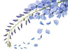 Beautiful wisteria flower branch with delicate blue petals cascading gracefully, creating serene and enchanting atmosphere png