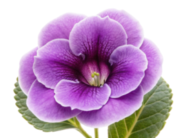 Stunning gloxinia flower showcases vibrant purple petals and intricate patterns, making it captivating addition to any garden or floral png