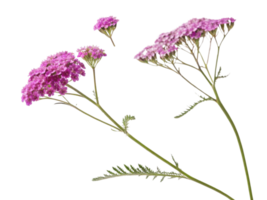 Yarrow flowers bloom in vibrant shades of pink, showcasing their delicate beauty and adding touch of elegance to any garden or arrangement png