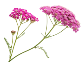 Yarrow flowers bloom vibrantly in shades of pink showcasing their delicate beauty and intricate details in nature garden png