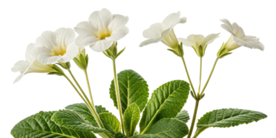 Gloxinia flower blooms gracefully with delicate white petals and lush green leaves creating serene and elegant display in any setting png