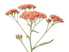 Yarrow flowers bloom in vibrant clusters showcasing delicate petals and lush green stems, creating stunning natural display png