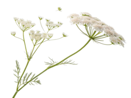 Yarrow flowers bloom gracefully, showcasing delicate white petals that attract attention and inspire tranquility in any garden setting png
