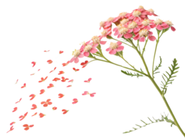 Delicate yarrow flower gracefully releases its soft pink petals, creating beautiful cascade that evokes sense of tranquility and beauty png