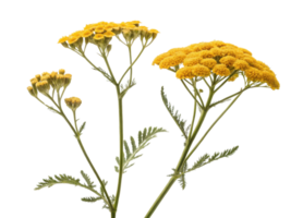Yarrow flowers bloom vibrantly in yellow, showcasing their delicate petals and lush green leaves, creating stunning natural display png