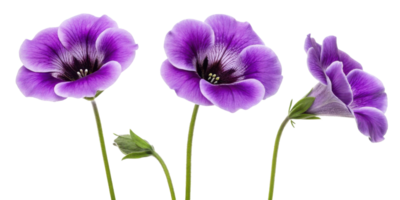 Gloxinia flowers bloom in vibrant purple hues showcasing their delicate petals and intricate patterns, creating stunning visual display png