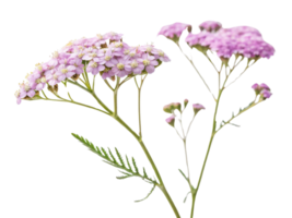Yarrow flowers bloom gracefully with delicate pink petals and intricate green foliage, creating serene and enchanting display png
