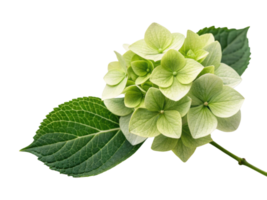 Hydrangea flower blooms gracefully with delicate petals and lush green leaves, creating serene and beautiful natural display png