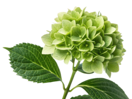 Hydrangea flower blooms in vibrant green hues showcasing its delicate petals and lush leaves, creating serene and refreshing atmosphere png