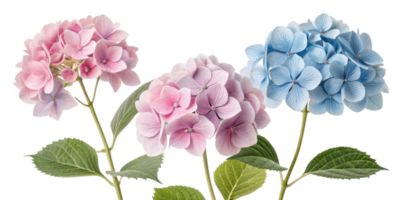 Beautiful hydrangea flowers in shades of pink and blue create stunning floral display that brightens any garden or home png