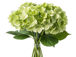 Beautiful bouquet of hydrangea flowers showcases delicate green petals and lush leaves, perfect for adding elegance to any setting png