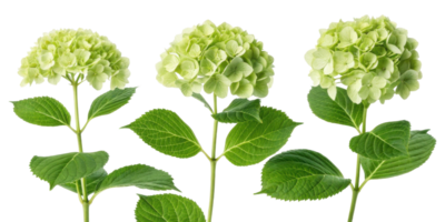 Hydrangea flower blooms showcase vibrant green hues and lush leaves, creating stunning natural display that brings joy to any garden png