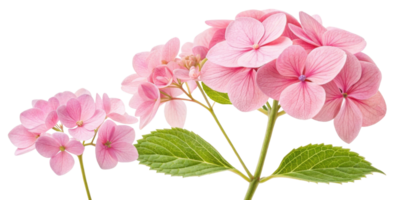 Beautiful hydrangea flowers bloom in soft pink hues, showcasing their delicate petals and lush green leaves, creating serene and joyful atmosphere png