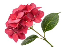 Vibrant hydrangea flower showcases stunning red petals and lush green leaves, creating beautiful and lively display in any garden png