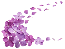 Beautiful hydrangea flowers in shades of purple create stunning visual display, with petals gracefully scattered around png