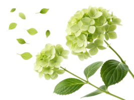 Beautiful hydrangea flowers bloom gracefully, showcasing their delicate petals and vibrant green leaves, creating serene atmosphere png