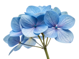 Beautiful hydrangea flowers bloom in soft blue hues, showcasing delicate petals that create serene and calming atmosphere png