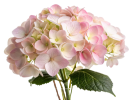 Beautiful hydrangea flowers in soft pink hues create stunning floral arrangement that brightens any space with elegance and charm png