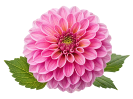 Dahlia flower with vibrant pink petals and green leaves showcases natural beauty and elegance in stunning display of color and form png