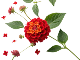 Lantana flowers bloom vibrantly with red petals and orange centers creating stunning display of nature beauty png