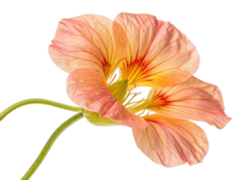 Beautiful nasturtium flower showcases delicate petals in soft peach and yellow hues, radiating elegance and charm png