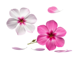 Beautiful phlox flowers in shades of pink and white gracefully float with delicate petals, creating serene and vibrant scene png