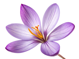 Beautiful saffron flower with delicate purple petals showcases nature elegance and vibrant colors, captivating all who see it png