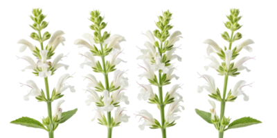 Salvia flowers bloom gracefully, showcasing their delicate white petals and vibrant green leaves, creating serene and calming atmosphere png