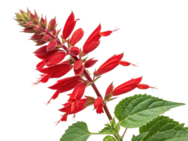 Vibrant salvia flower showcases its striking red petals and lush green leaves, creating stunning visual appeal in any garden png