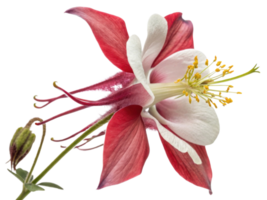 Beautiful salvia flower blooms with vibrant colors showcasing nature artistry and elegance in stunning display of petals and stamen png