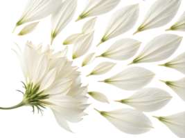Delicate thistle flower showcases its elegant white petals, creating serene and beautiful display of nature artistry png