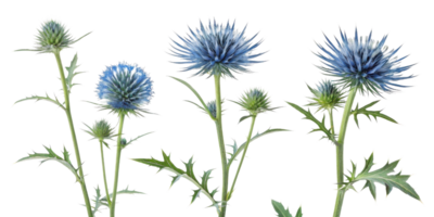 Thistle flower blooms showcase stunning blue hues and intricate details, creating captivating natural display in any garden setting png