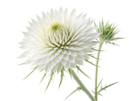 Stunning thistle flower showcases its intricate layers and unique structure, embodying nature beauty and elegance png
