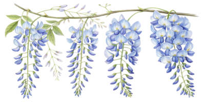 Wisteria flowers bloom gracefully, showcasing delicate blue petals that create serene and enchanting atmosphere png